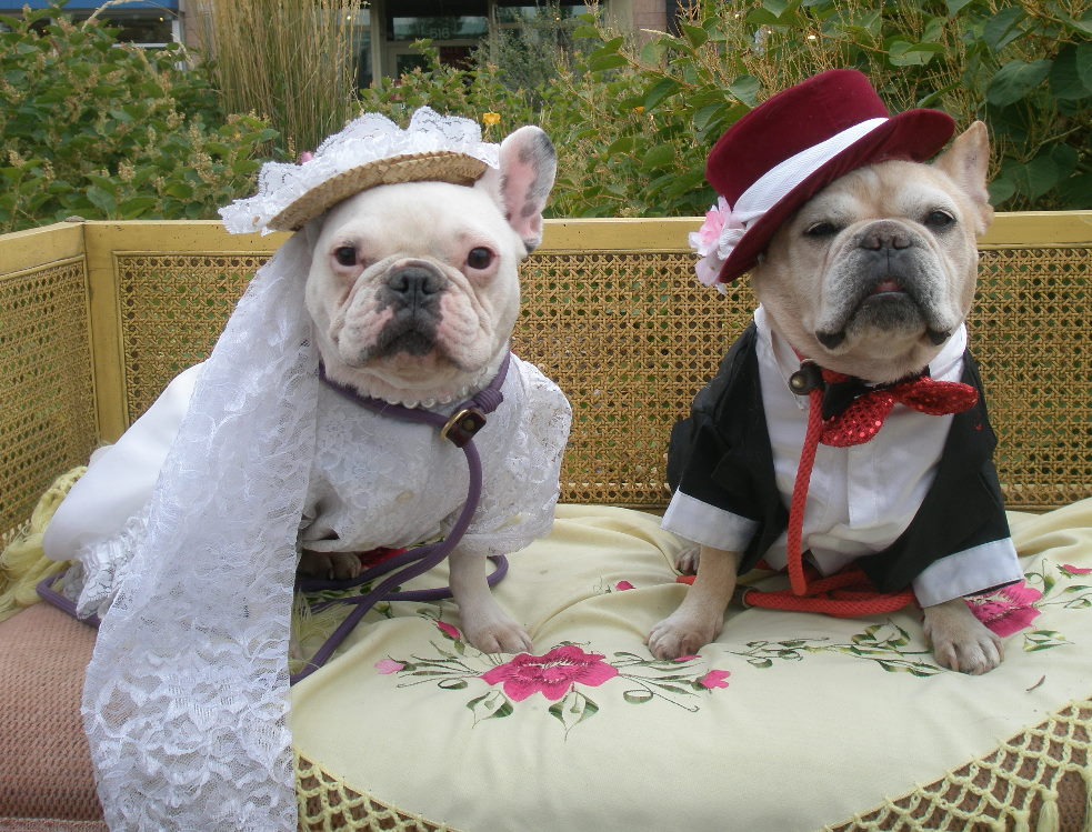 Dog Tuxedos Wedding Gowns and other Formal Wear March 10 2010 646 am